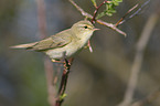 willow warbler