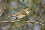 willow warbler