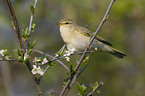 willow warbler