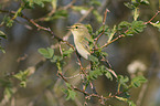 willow warbler