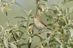 willow warbler