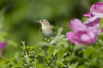 willow warbler