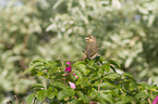 willow warbler