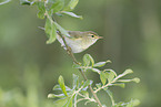willow warbler