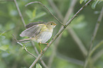 willow warbler