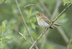 willow warbler