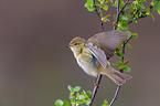 willow warbler