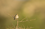 willow warbler