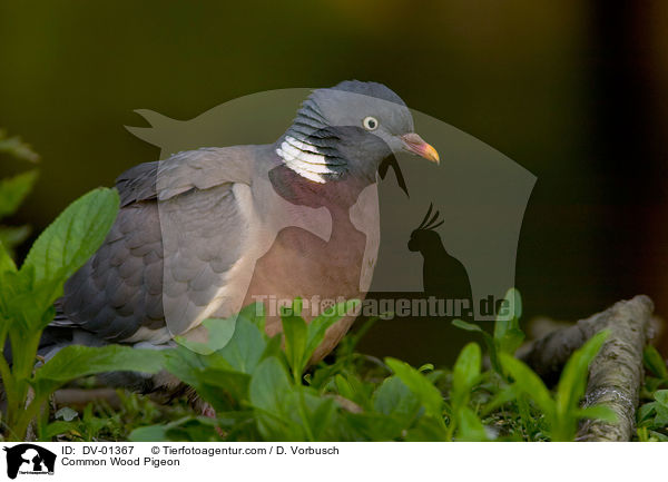Common Wood Pigeon / DV-01367