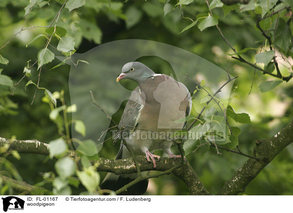 woodpigeon / FL-01167