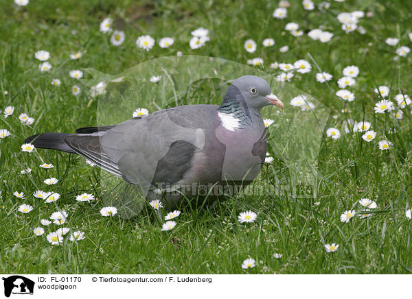 woodpigeon / FL-01170