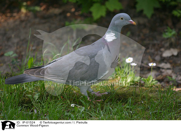 Common Wood-Pigeon / IP-01524