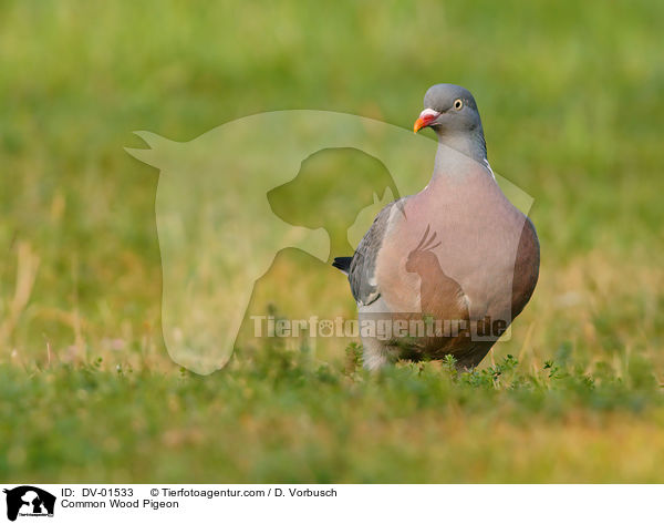 Ringeltaube / Common Wood Pigeon / DV-01533
