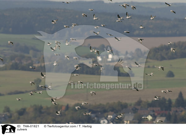 Ringeltauben / culvers / THA-01821