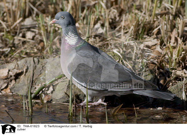 Ringeltaube / culver / THA-01823