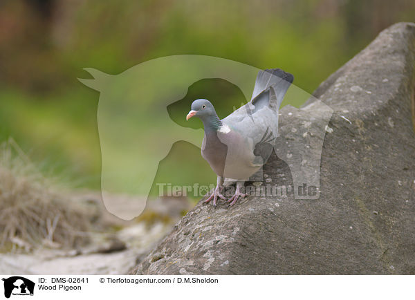 Ringeltaube / Wood Pigeon / DMS-02641