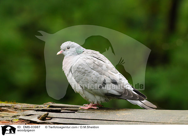 woodpigeon / DMS-03987