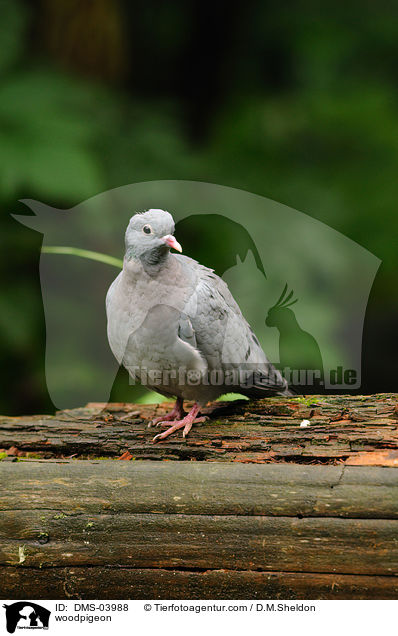 Ringeltaube / woodpigeon / DMS-03988