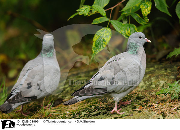 Ringeltauben / woodpigeons / DMS-03999