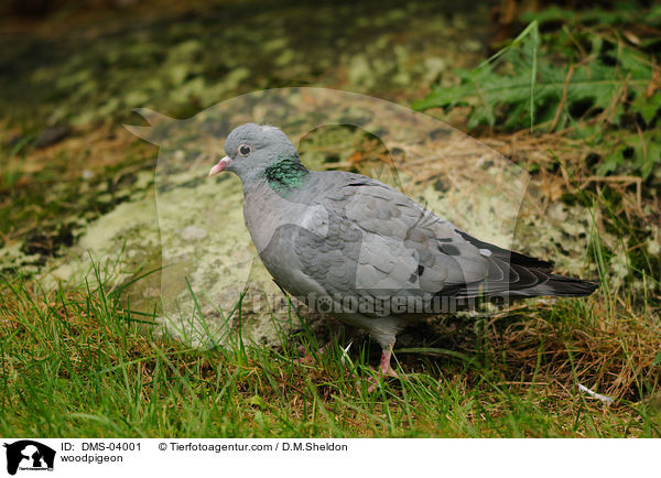 Ringeltaube / woodpigeon / DMS-04001