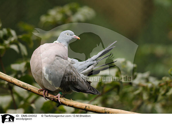 Ringeltaube / woodpigeon / DMS-04002