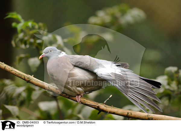 Ringeltaube / woodpigeon / DMS-04003