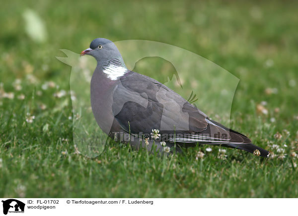 Ringeltaube / woodpigeon / FL-01702