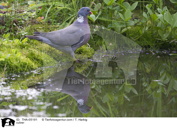 Ringeltaube / culver / THA-05191