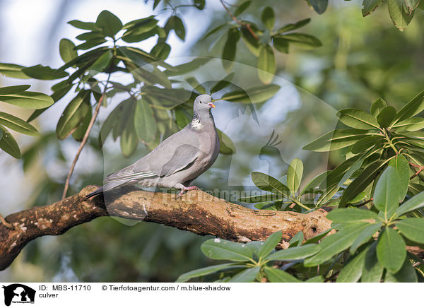 Ringeltaube / culver / MBS-11710