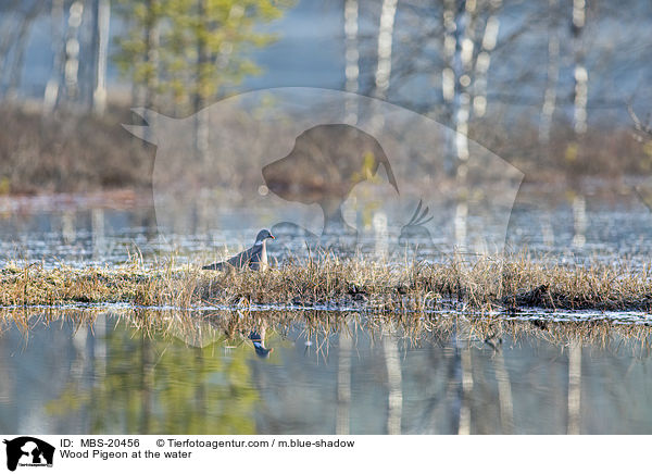 Ringeltaube am Wasser / Wood Pigeon at the water / MBS-20456