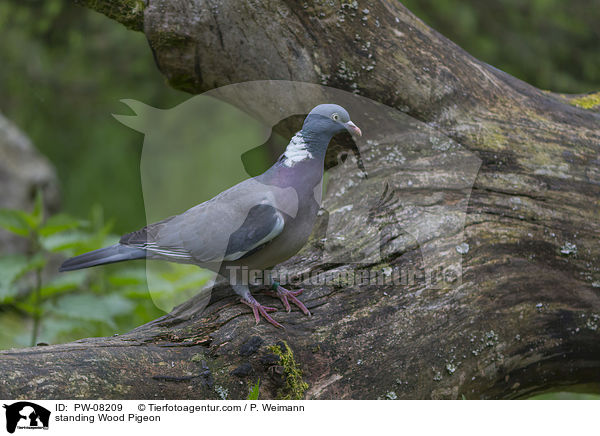 standing Wood Pigeon / PW-08209