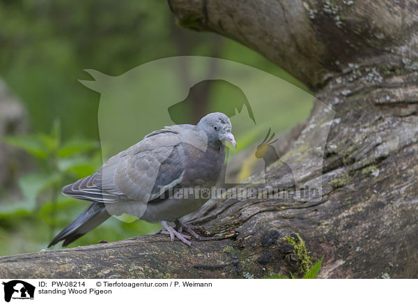 standing Wood Pigeon / PW-08214