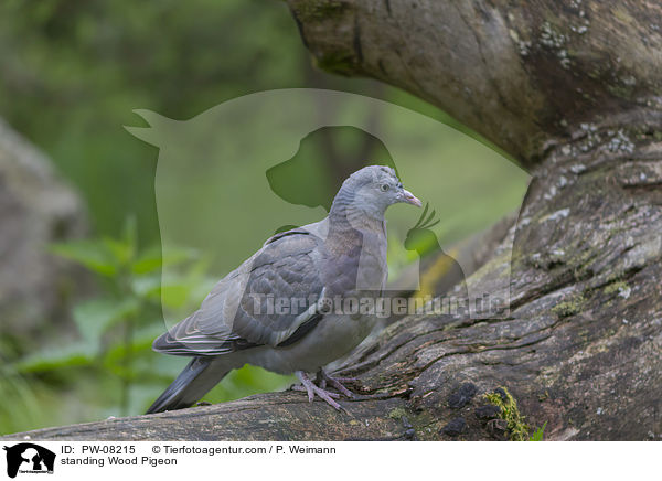 standing Wood Pigeon / PW-08215