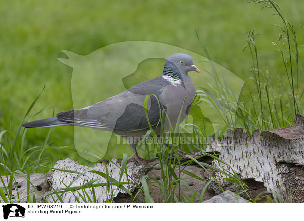 stehende Ringeltaube / standing Wood Pigeon / PW-08219