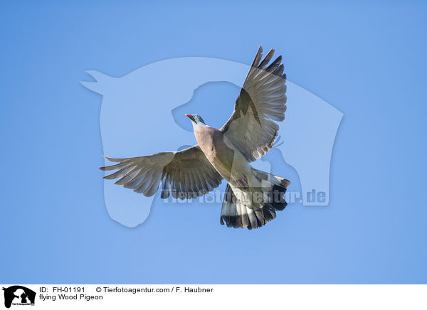 fliegende Ringeltaube / flying Wood Pigeon / FH-01191