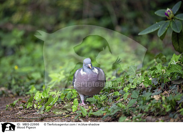 Ringeltaube / Wood Pigeon / MBS-22666