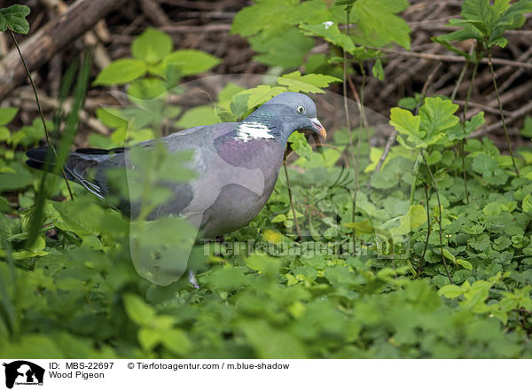 Ringeltaube / Wood Pigeon / MBS-22697