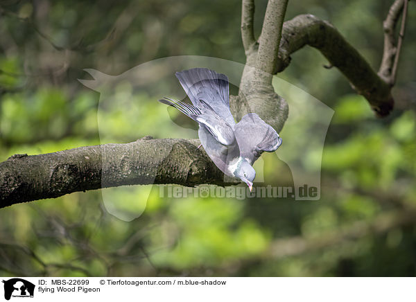 fliegende Ringeltaube / flying Wood Pigeon / MBS-22699