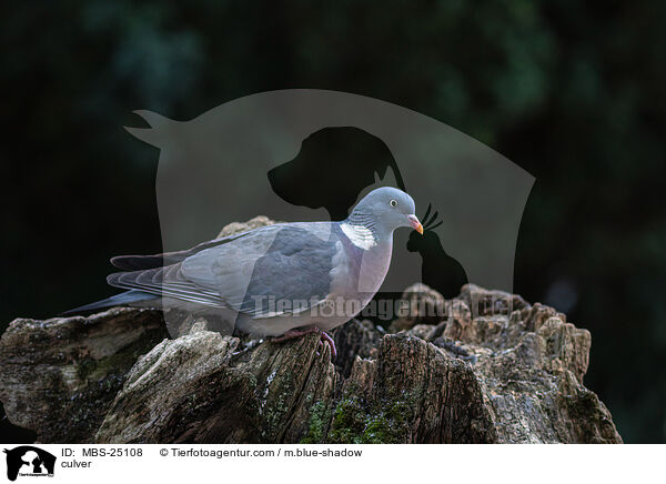 Ringeltaube / culver / MBS-25108