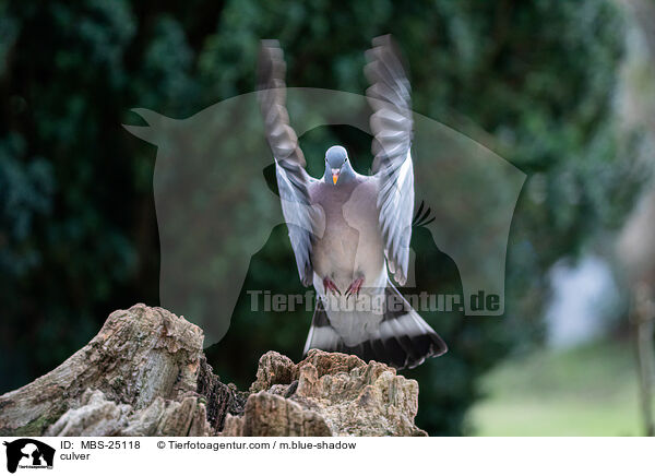 Ringeltaube / culver / MBS-25118