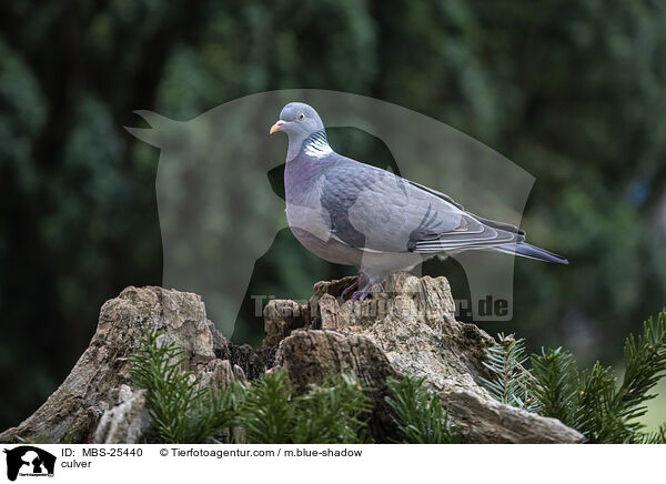 Ringeltaube / culver / MBS-25440