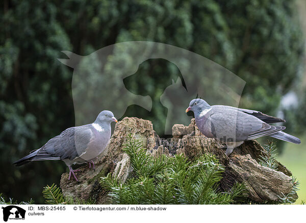 Ringeltauben / culvers / MBS-25465