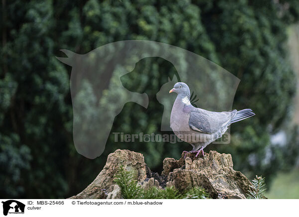 Ringeltaube / culver / MBS-25466