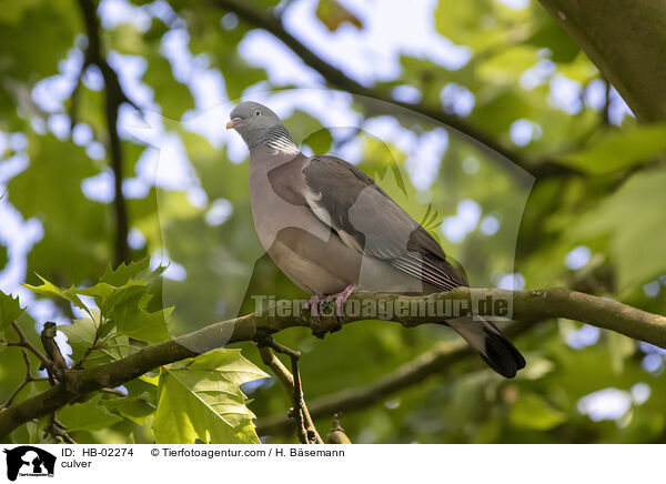 Ringeltaube / culver / HB-02274