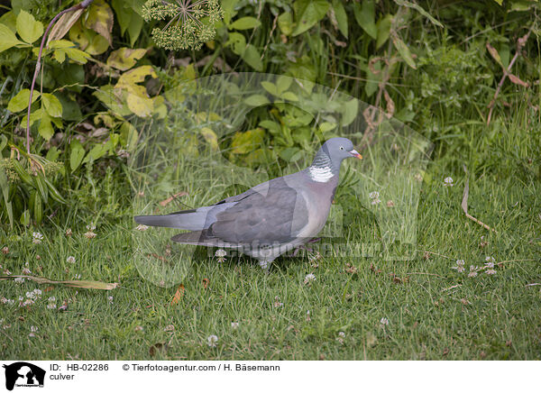 Ringeltaube / culver / HB-02286