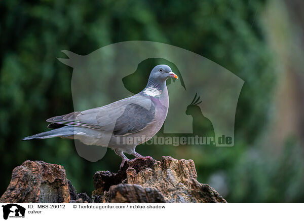Ringeltaube / culver / MBS-26012