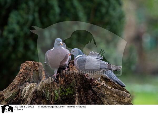 Ringeltauben / culvers / MBS-26022