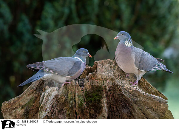 Ringeltauben / culvers / MBS-26027