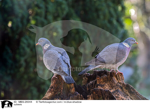 Ringeltauben / culvers / MBS-26044