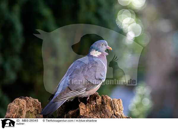 Ringeltaube / culver / MBS-26045